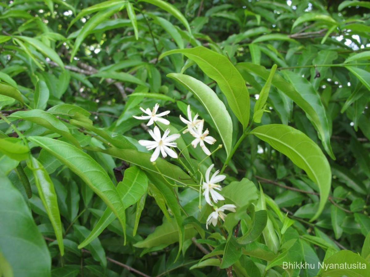 Wrightia angustifolia Thwaites